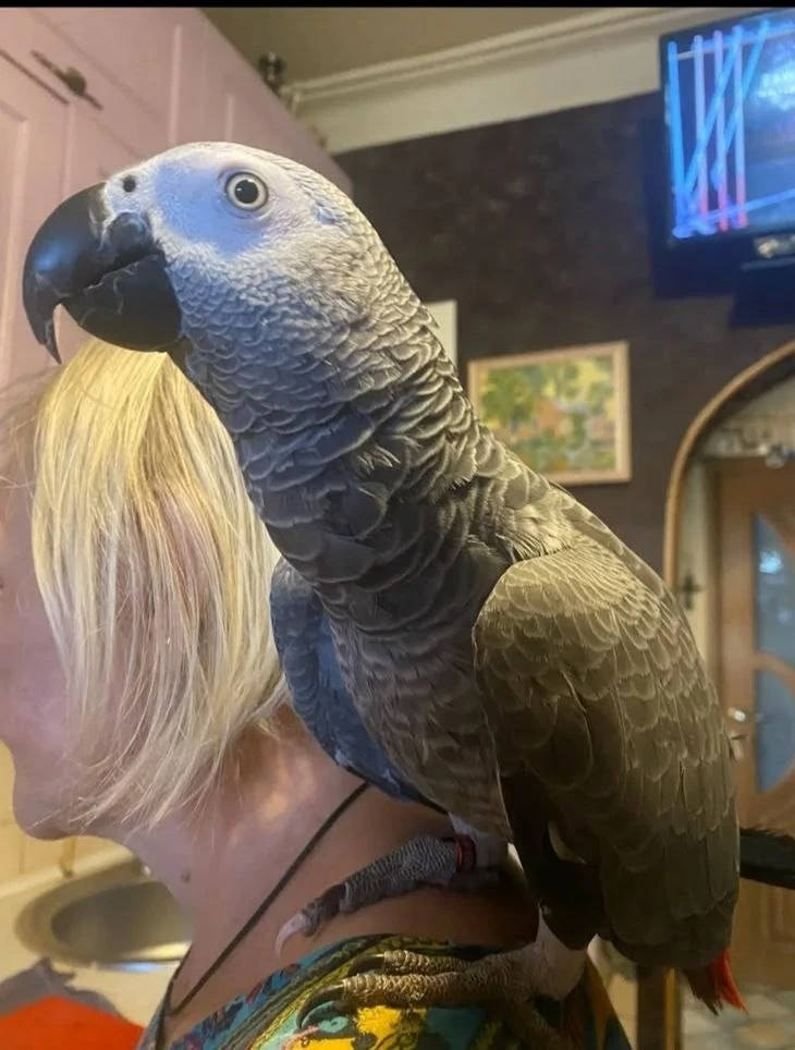🦜Попугая никто не видел?