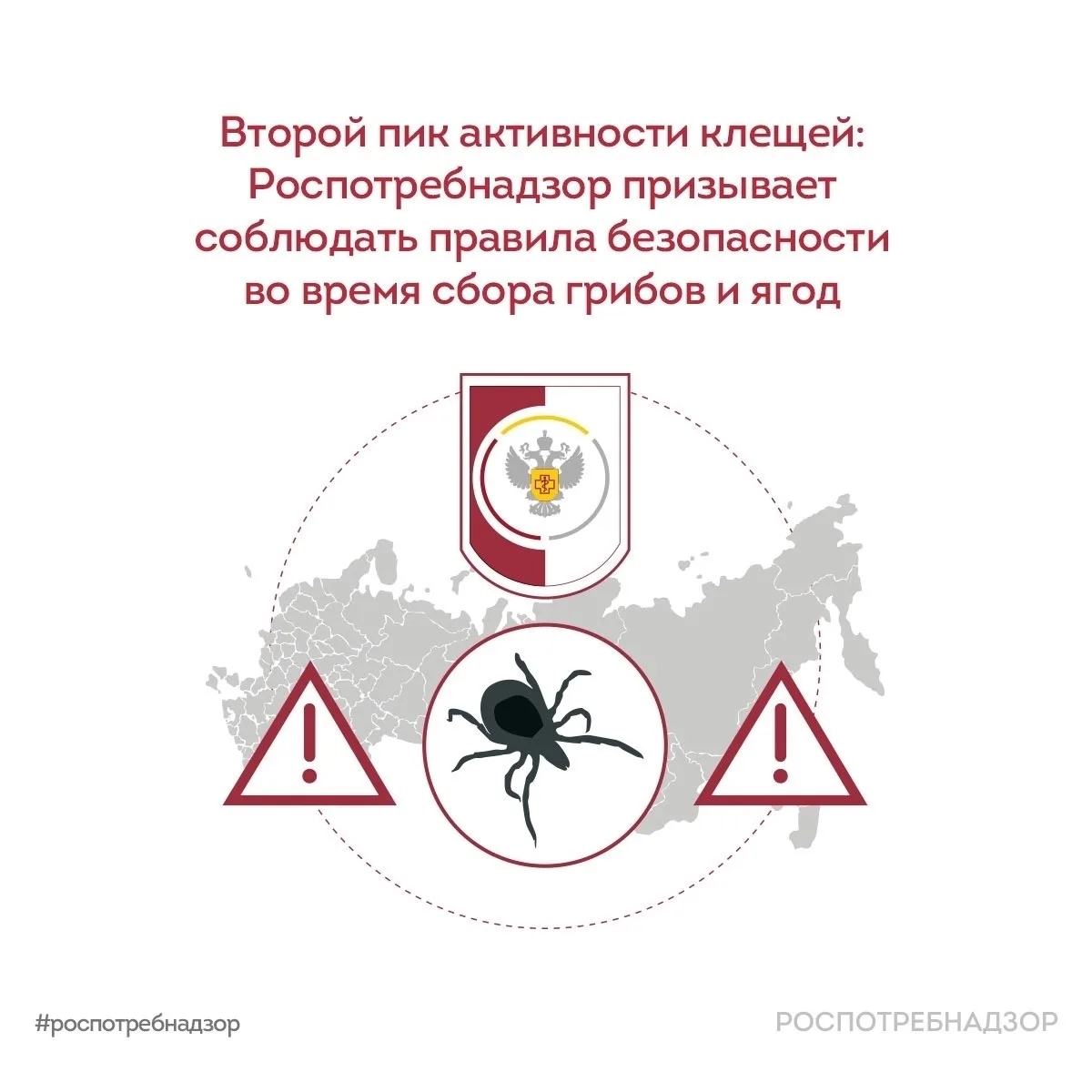 Второй пик активности клещей: будьте осторожны в лесу