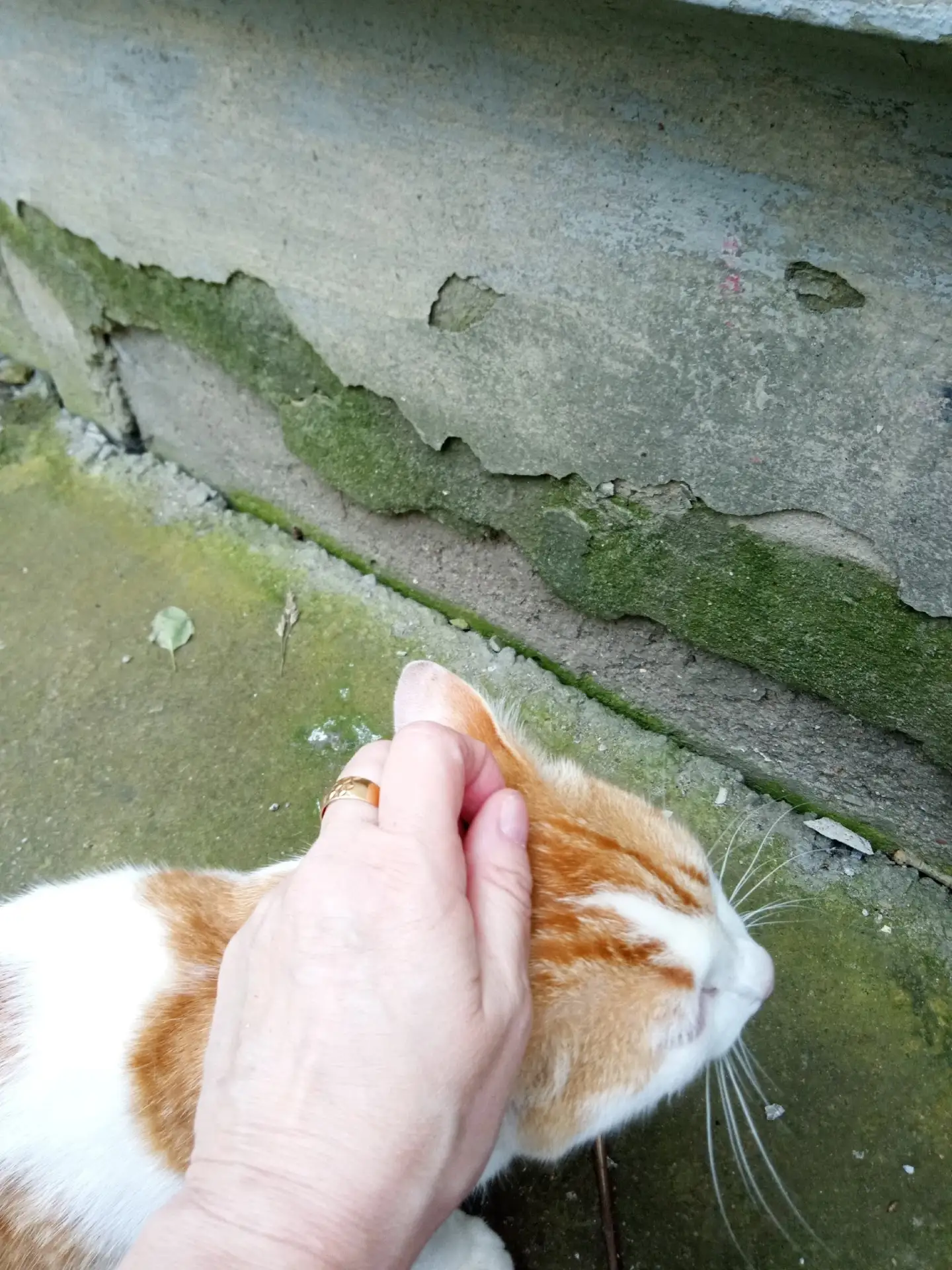 Уличный котик, очень ласковый, ручной, бывший домашний. Ослаб от плохой жизни.