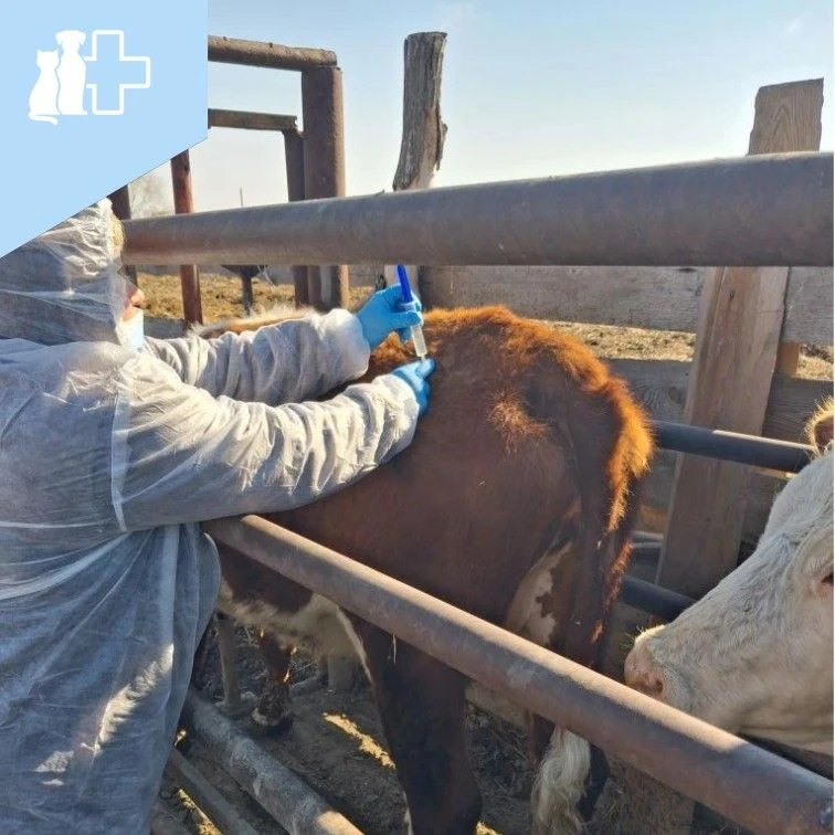 🐄 Карантинные мероприятия!