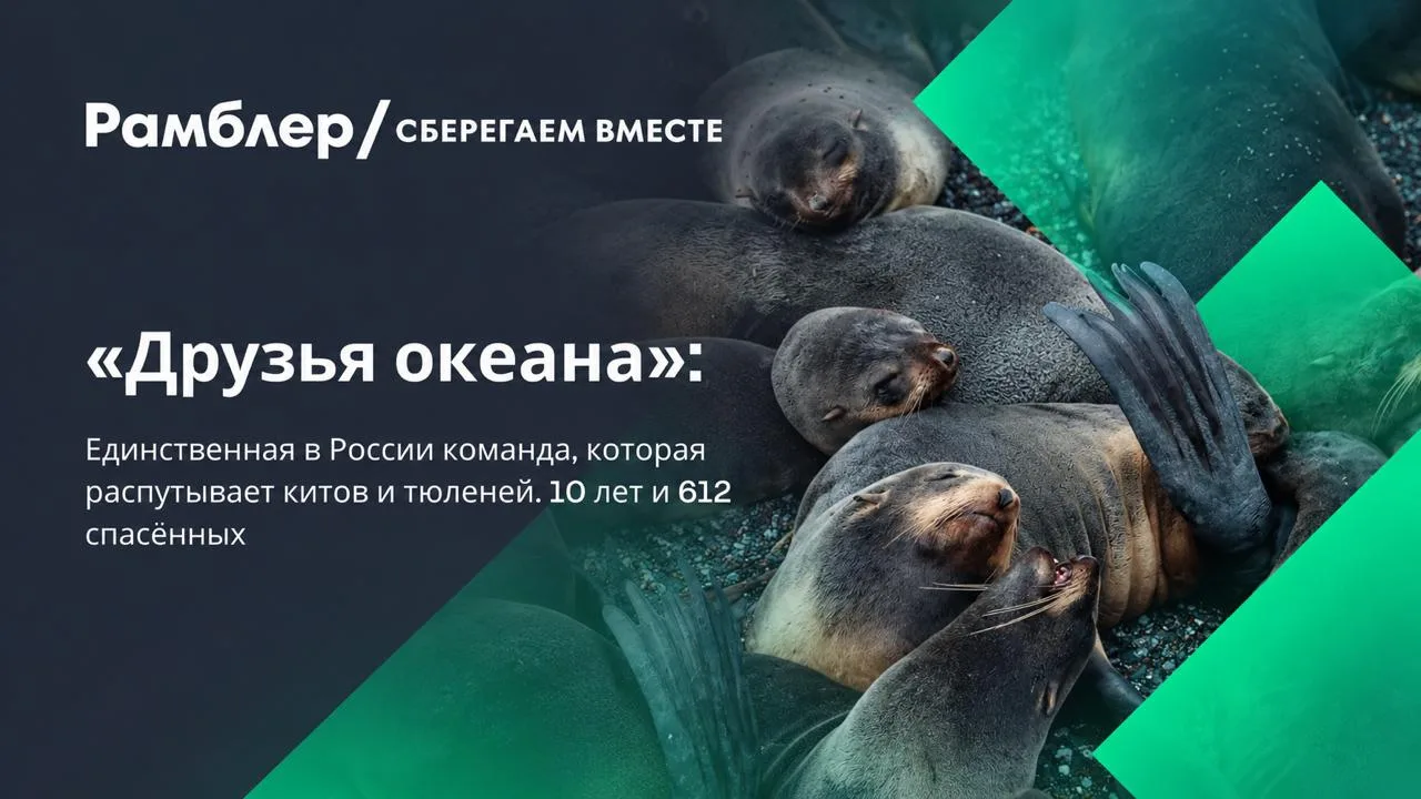 В России есть одна команда, которая умеет распутывать китов. Буквально