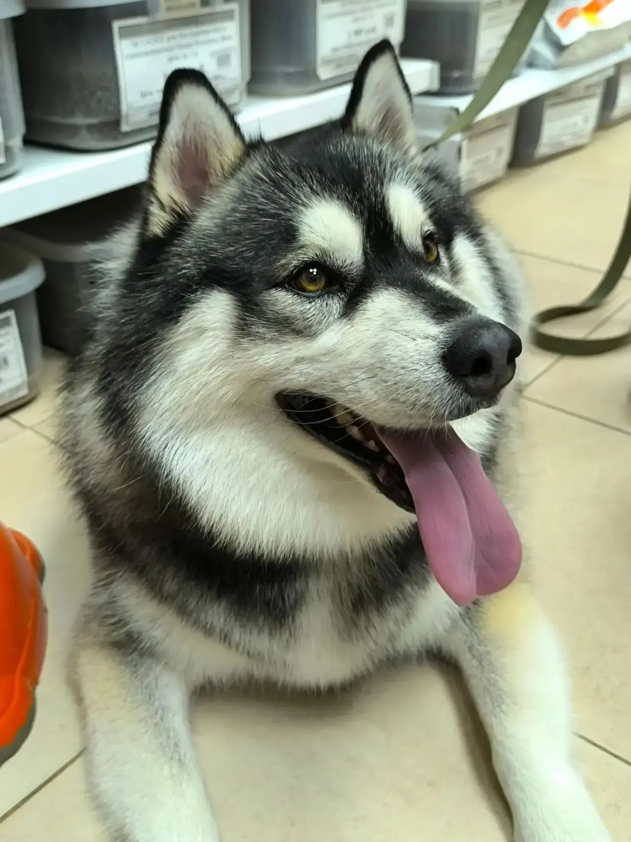 🐶Давно не показывали наших замечательных гостей🐾