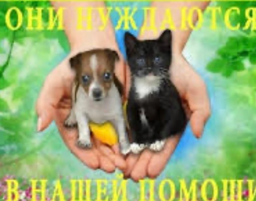 🐾 «Корзинка добра»: Большая помощь маленьким друзьям! 🐈🐕