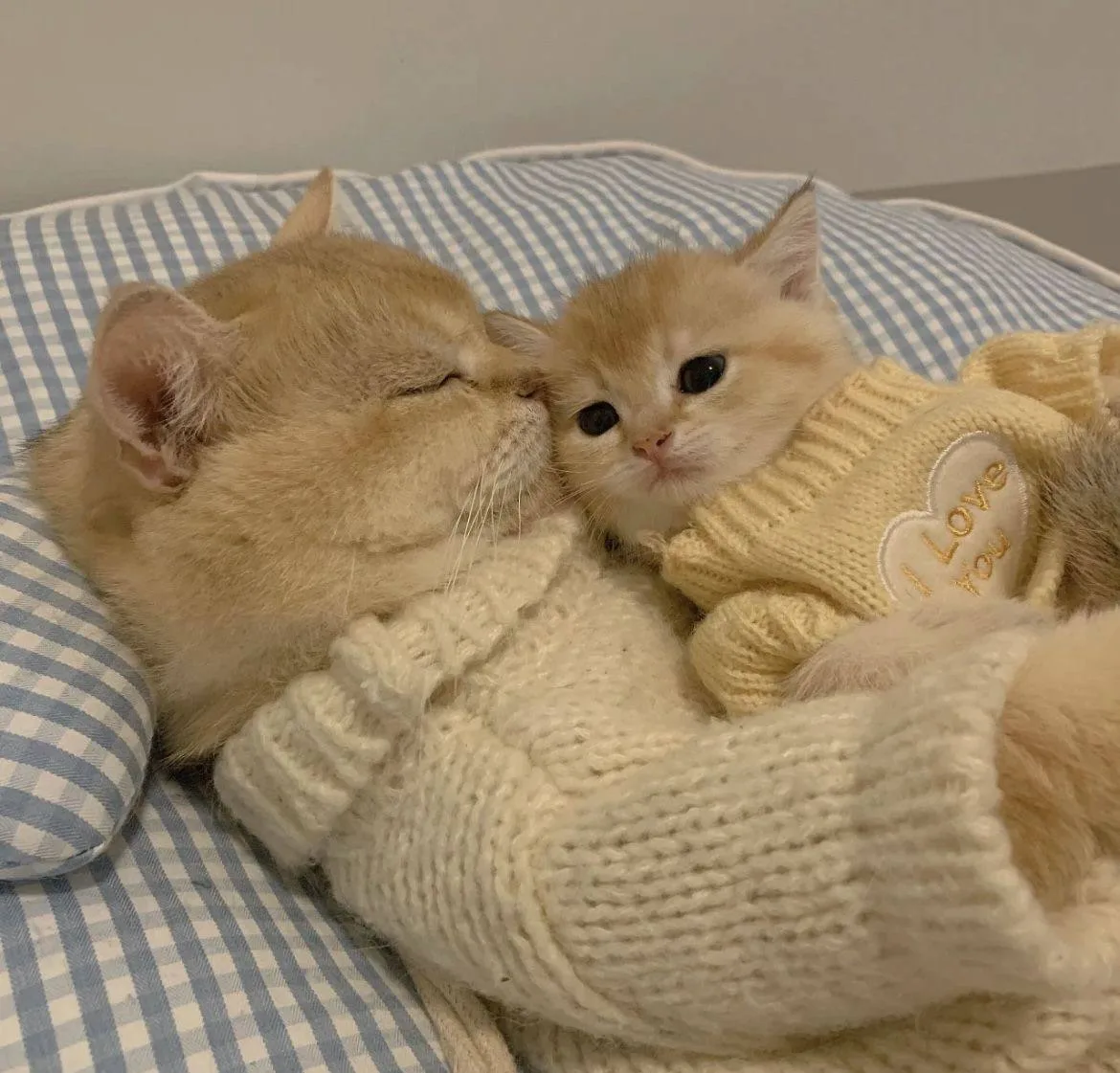 😍Дeнь зaбoты o любимыx людяx отмечается сегодня

Порадуйте близких

👉 Читайте официальный канал Бе
