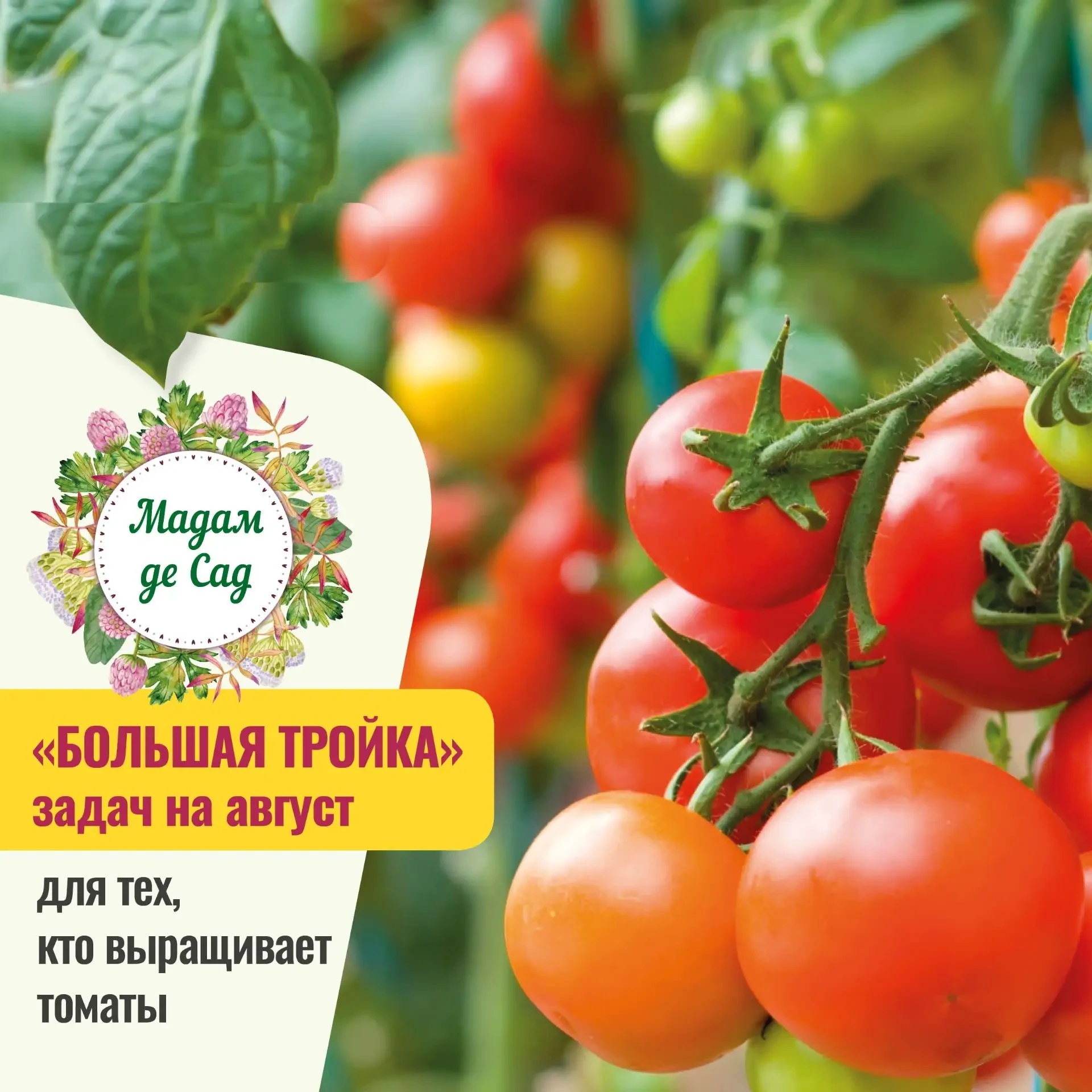 1️⃣ Профилактика фитофторы и грибковых болезней