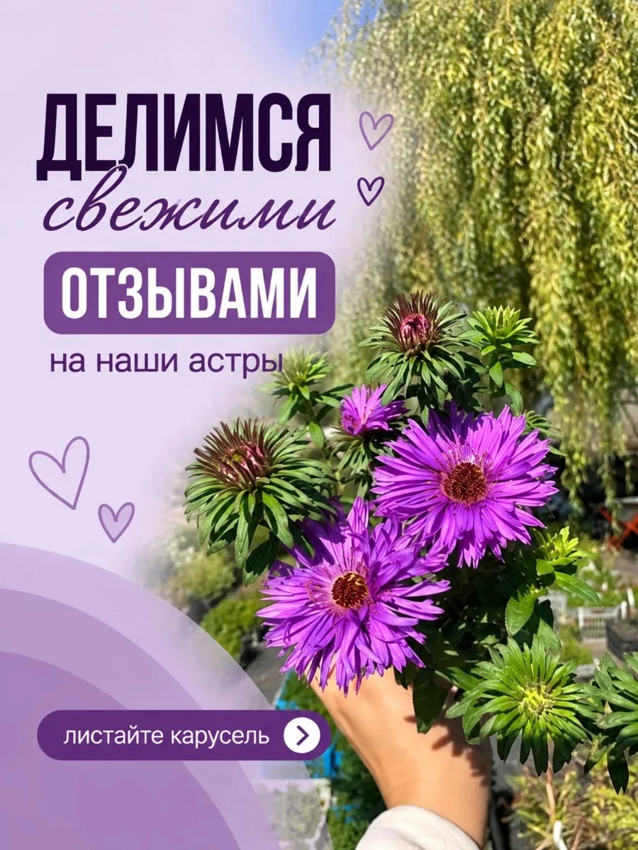 Вот интересно, какой у вас идеальный план покупки?