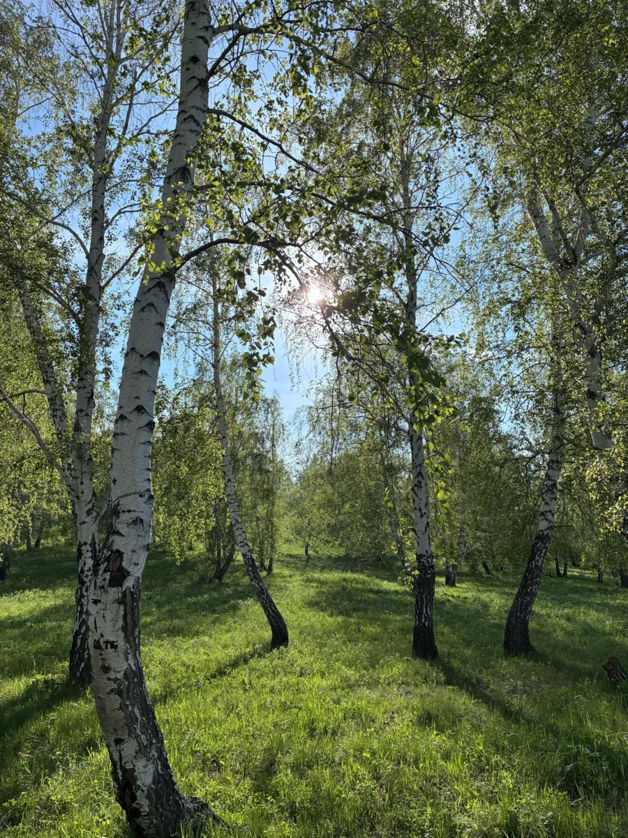 С такой фотографии хоть картину пиши: тихий лес, мягкий свет, уют без лишних слов😌