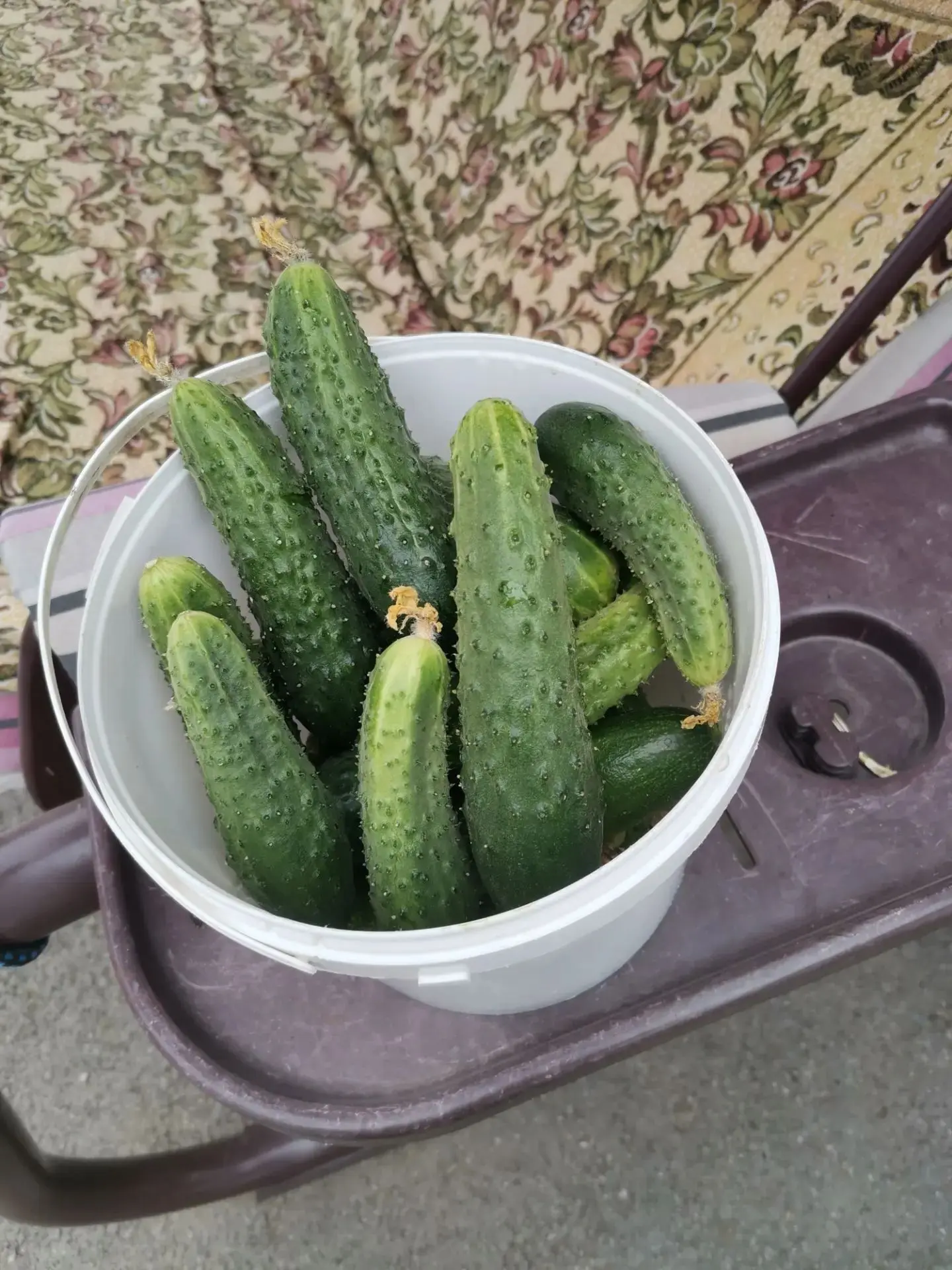 У мамы не перестает расти урожай 🍅 🥒🥒🥒🥒🥒🥒.