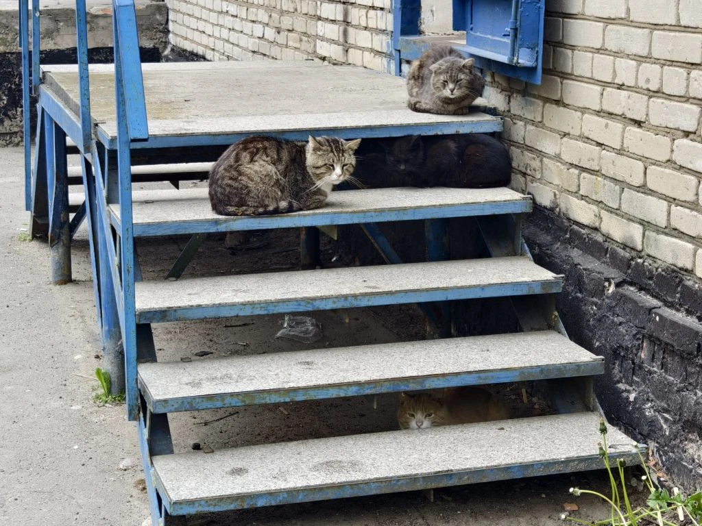 Найдите четвёртого кота🙂🐈 https://max.ru/c/-68052783169774/AZ4l9ubJB-M