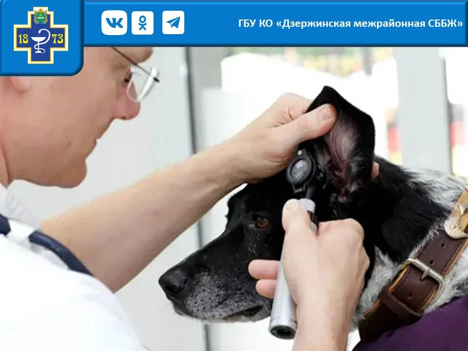 Осторожно, отит: как защитить ушки питомца