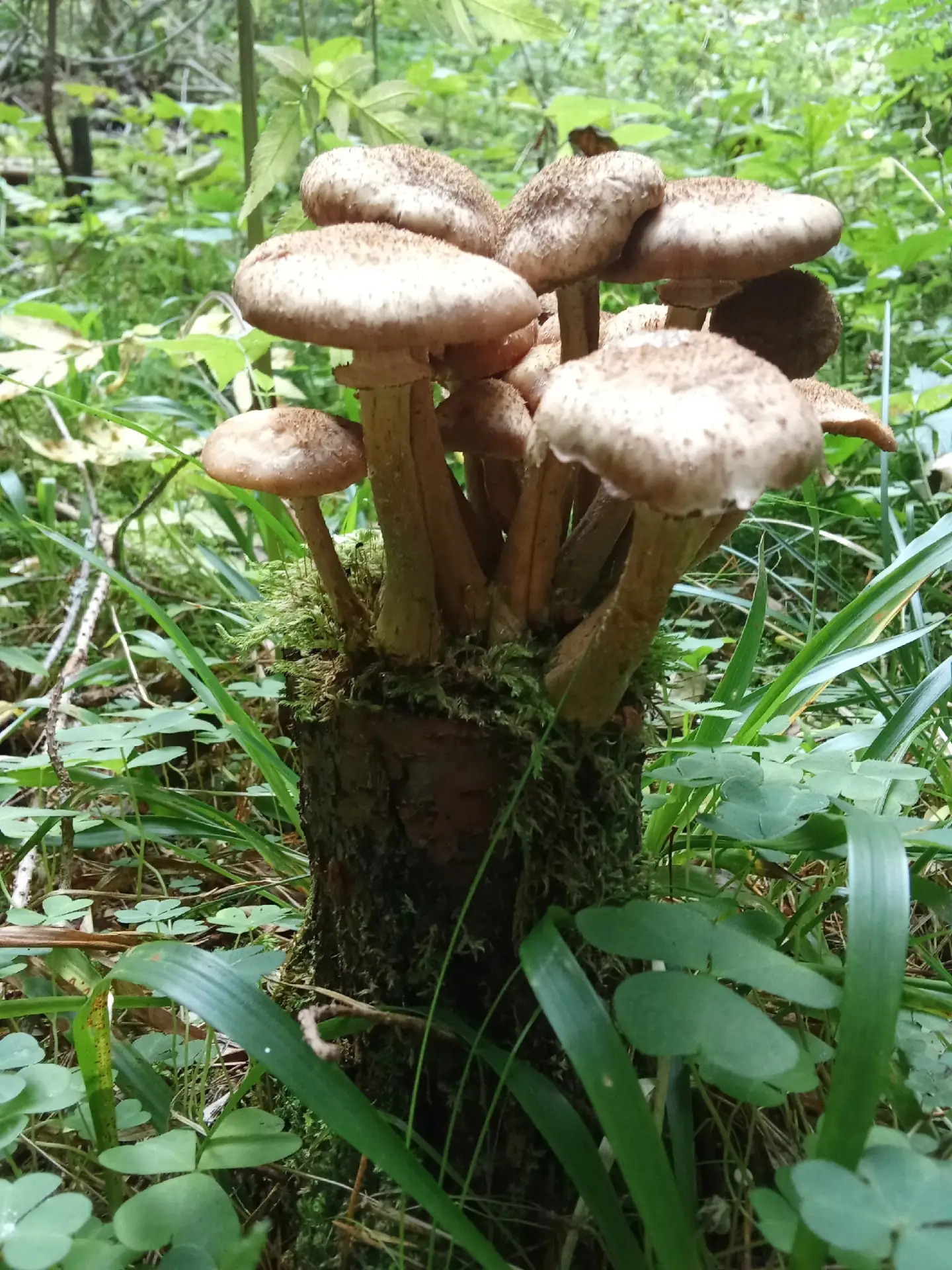 🍄 В лесах Тверской области официально стартовал сезон опят!