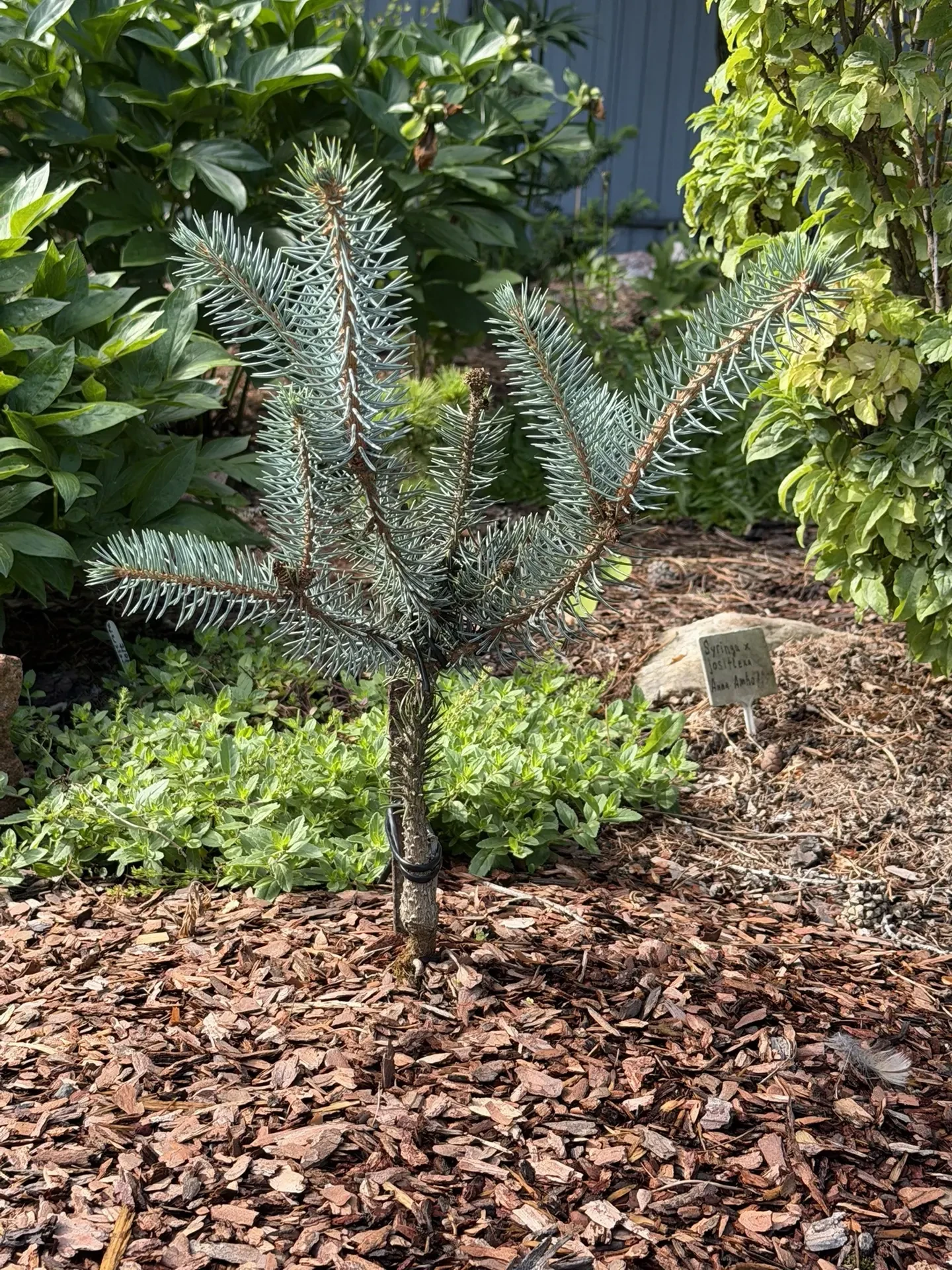 Picea pungens 'Professor Rivoli'