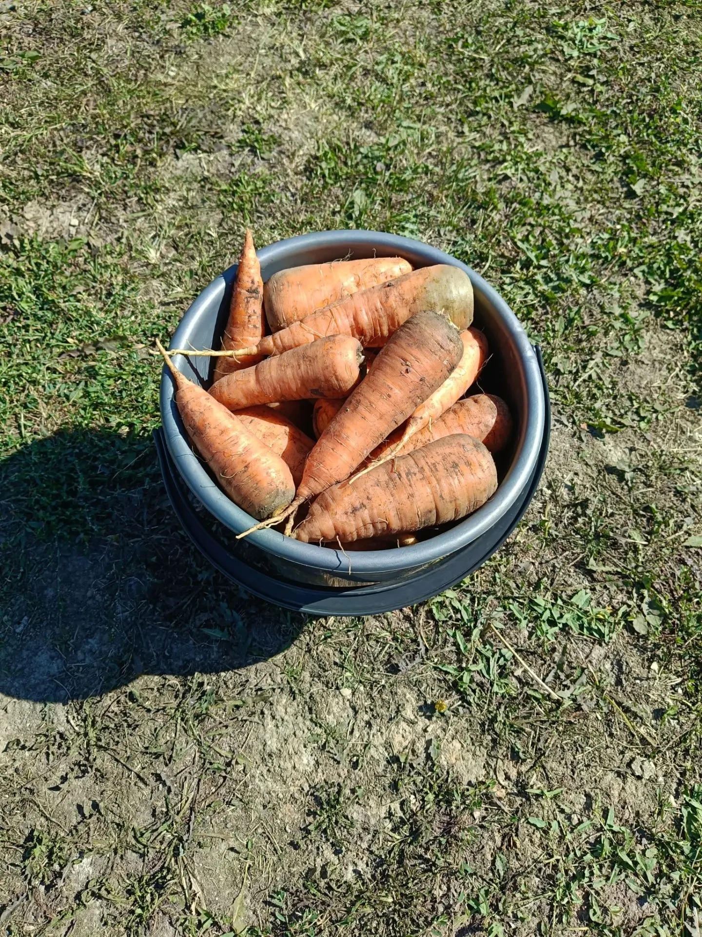 Продам морковку. 250 руб. Тел. 89619418236.