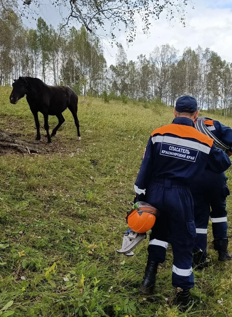 ⚡Спасатели освободили коня из плена стальной проволоки