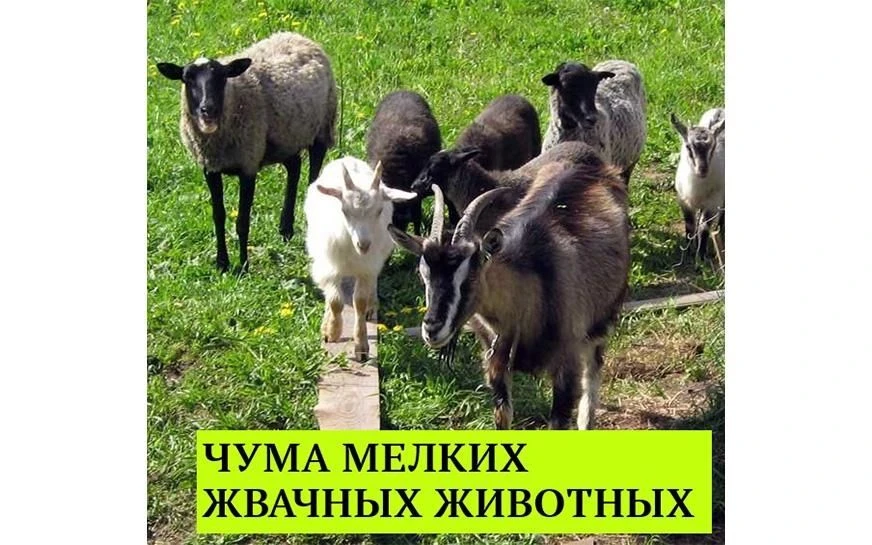Памятка для владельцев животных о профилактике чумы мелких жвачных (МРС).