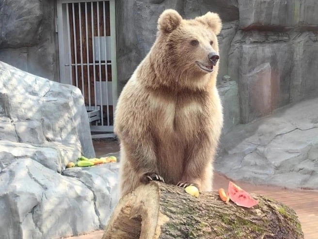 🐻 У медведицы из Екатеринбургского зоопарка скоро появится жених из Душанбе