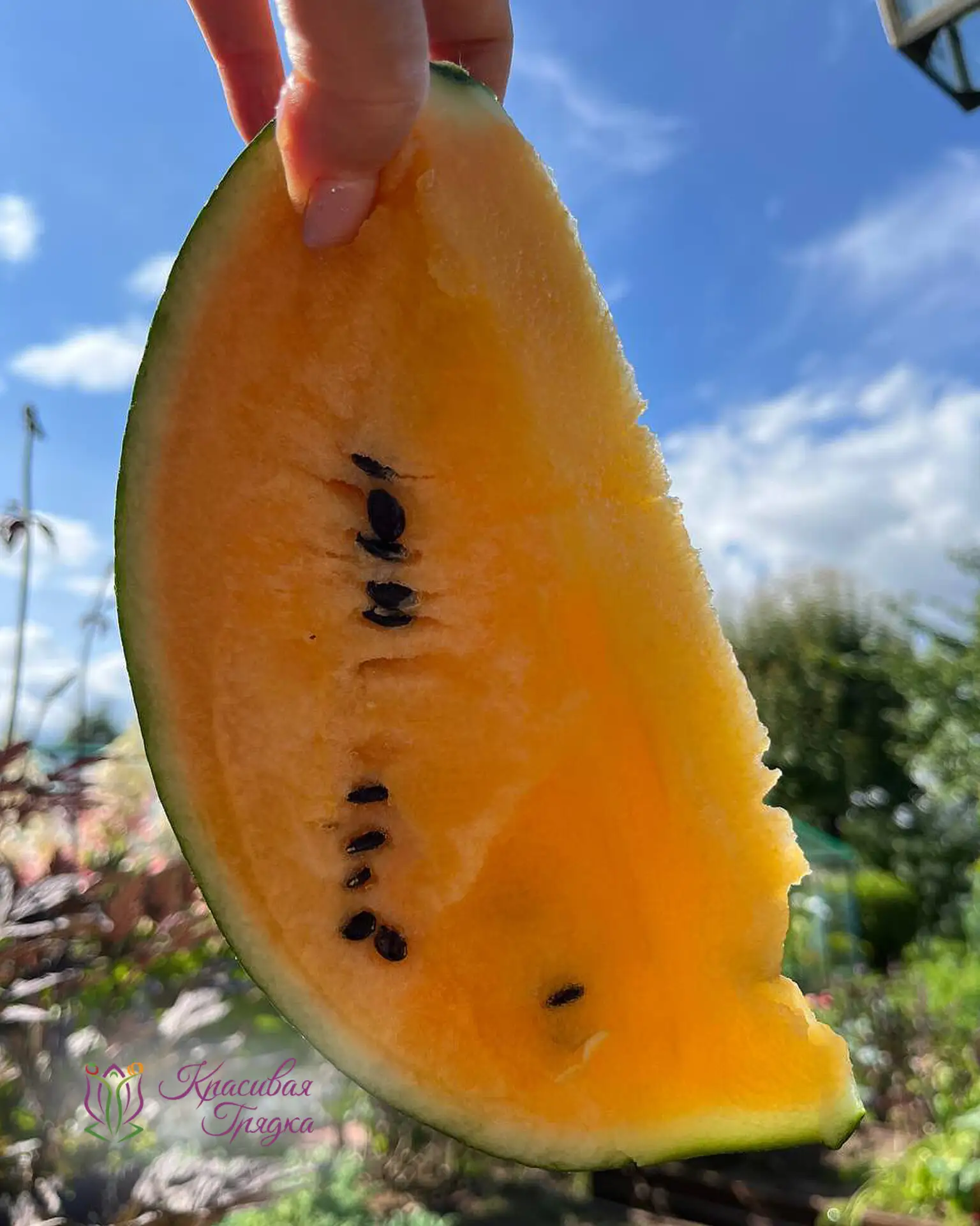🍅 Покажите урожай одним фото!