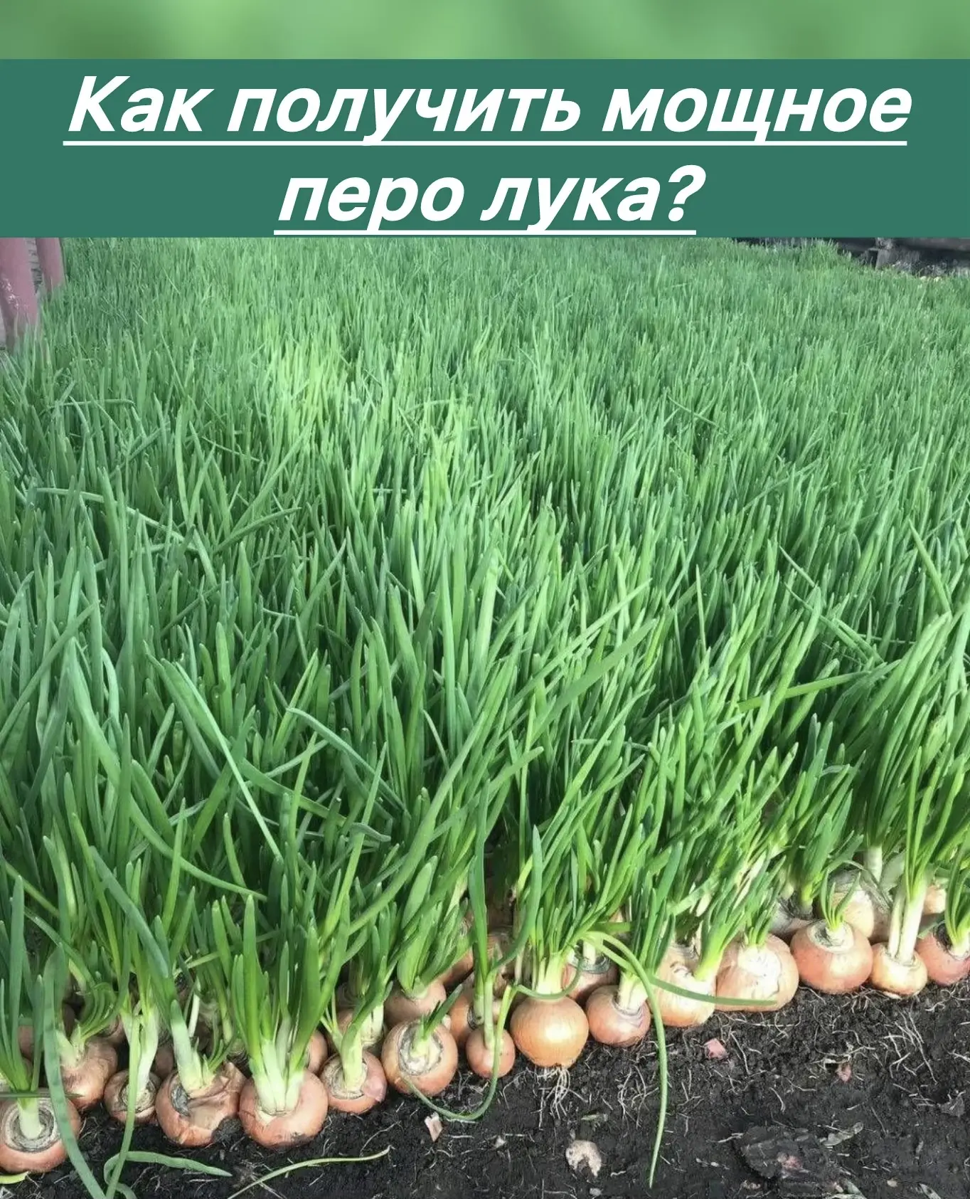 ▌ Как вырастить мощное перо лука: секреты и советы