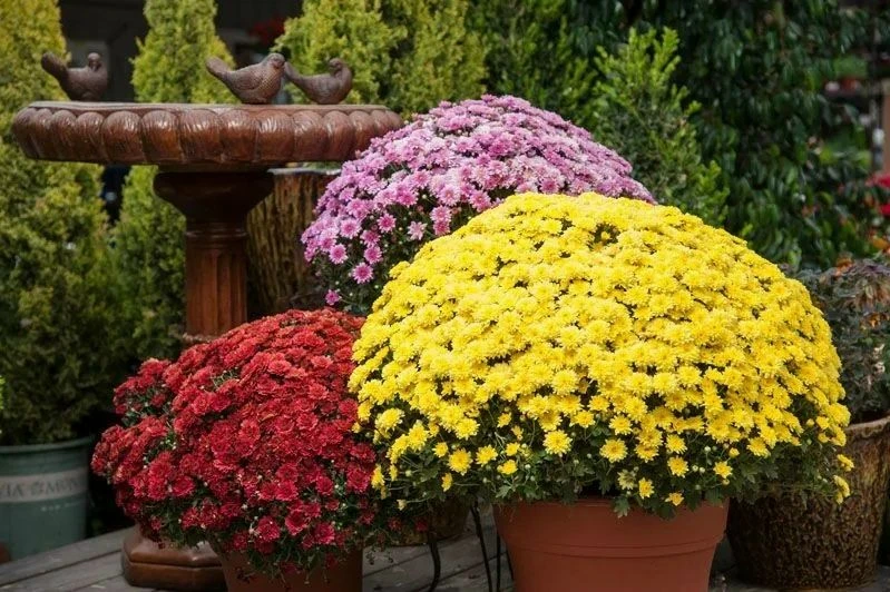 Осенью 🍁 в сентябре можно любоваться хризантемами 🌼, королевами осени, радуемся ярким...