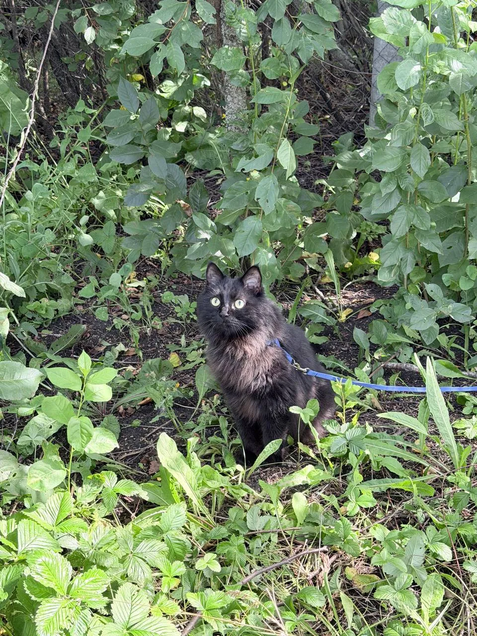 Бегемотик отдыхает в деревне и набирается сил для нового учебного года 😻