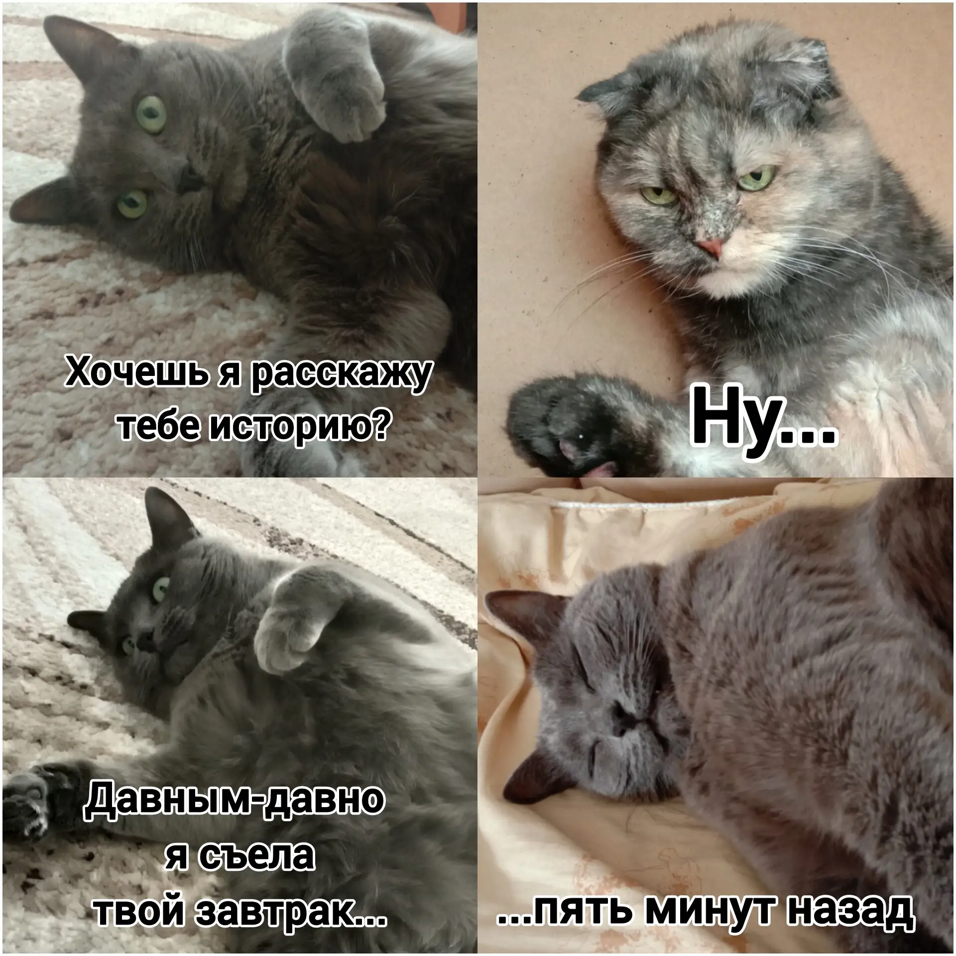 Хорошая реалистичная история😺