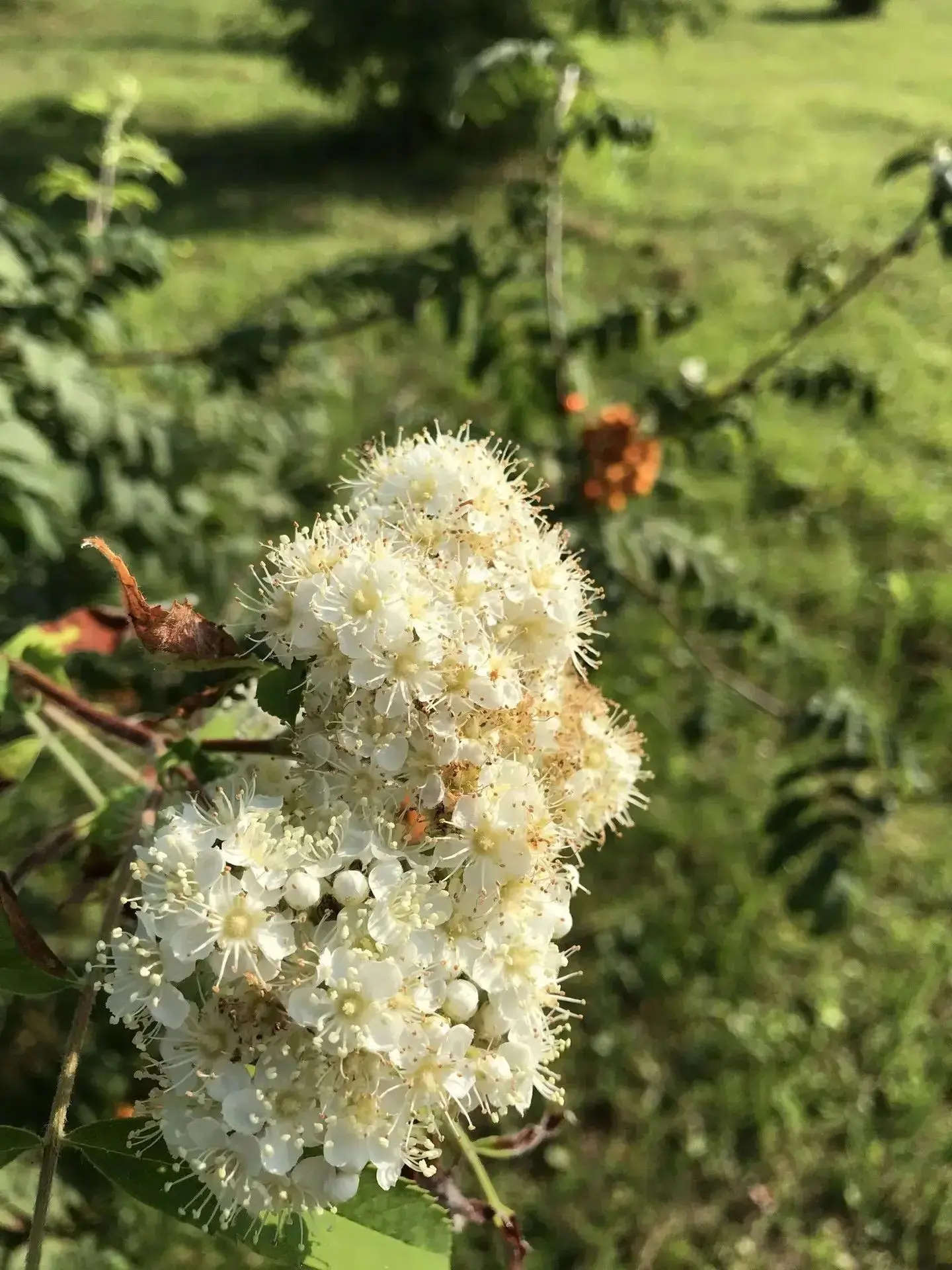 Второй раз в год сады цветут 🥰