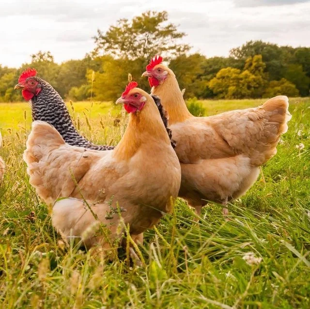 🥚🐓 Любовь и яйца