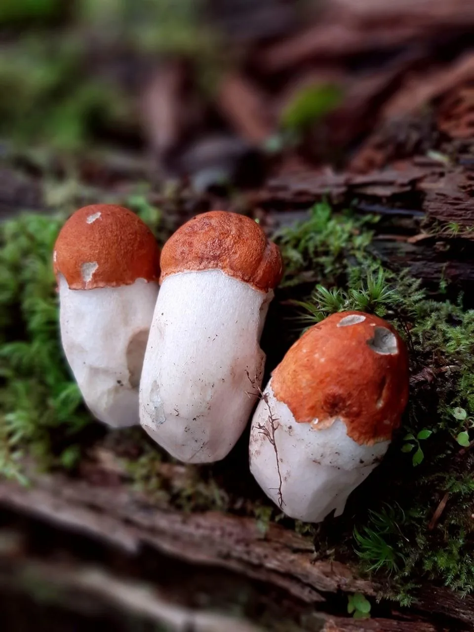 Идеальные грибы в осеннем лесу!🍂🍄🍂🥰
