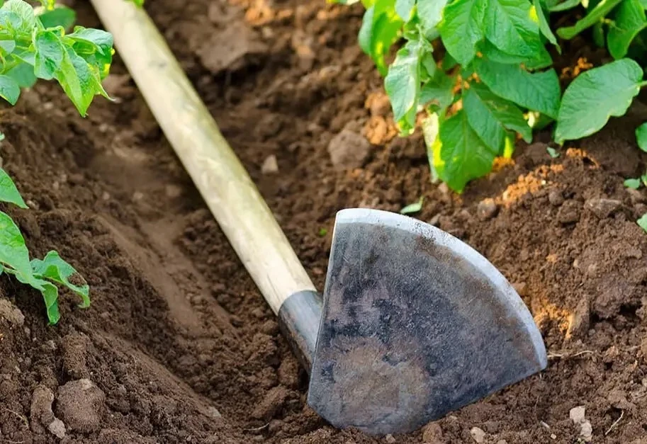 🥔 Нужно ли часто окучивать картофель?