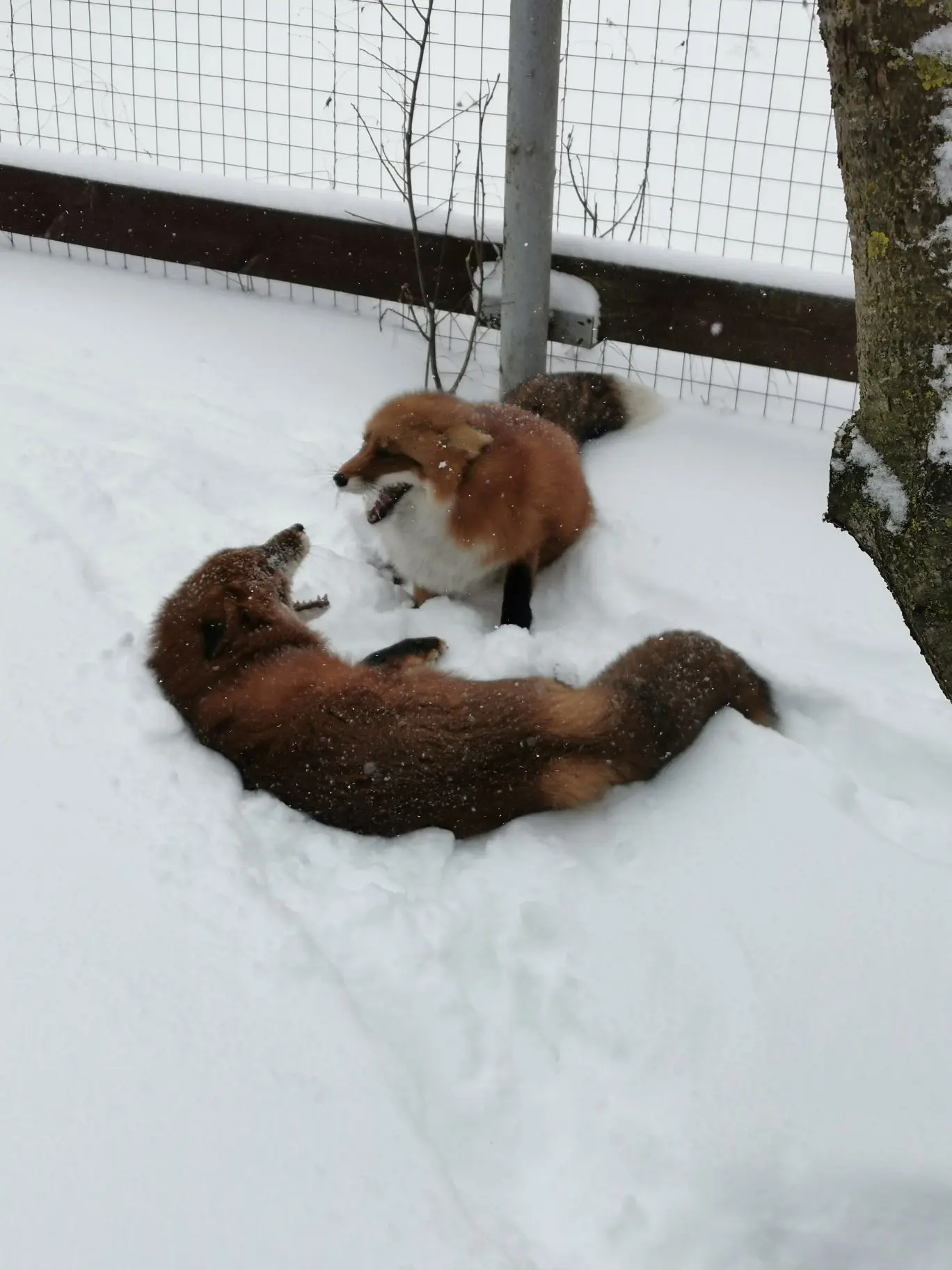 А Фокси с Альфиком