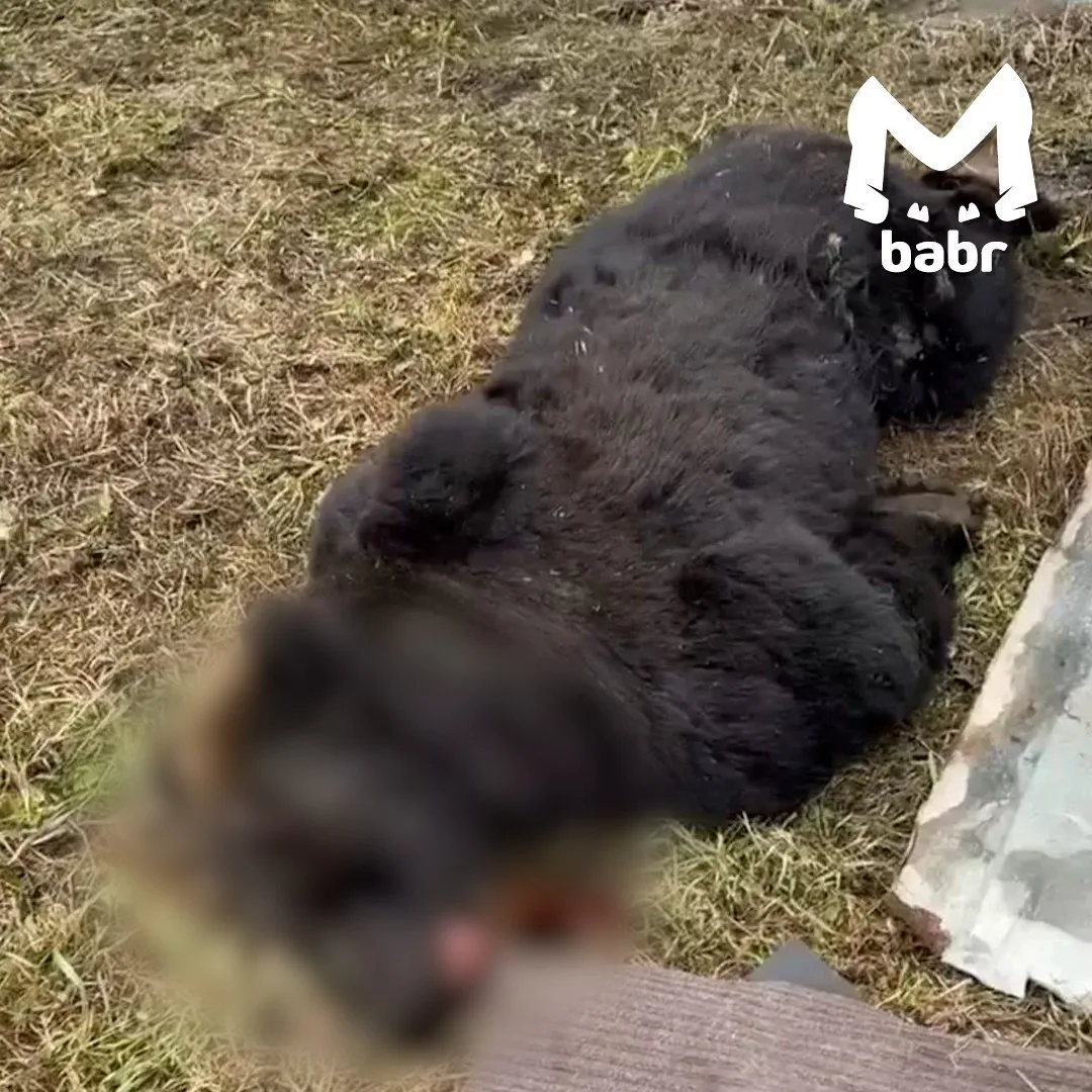 В Иркутской области медведь сорвал дверь в школьную столовую — внутри были люди