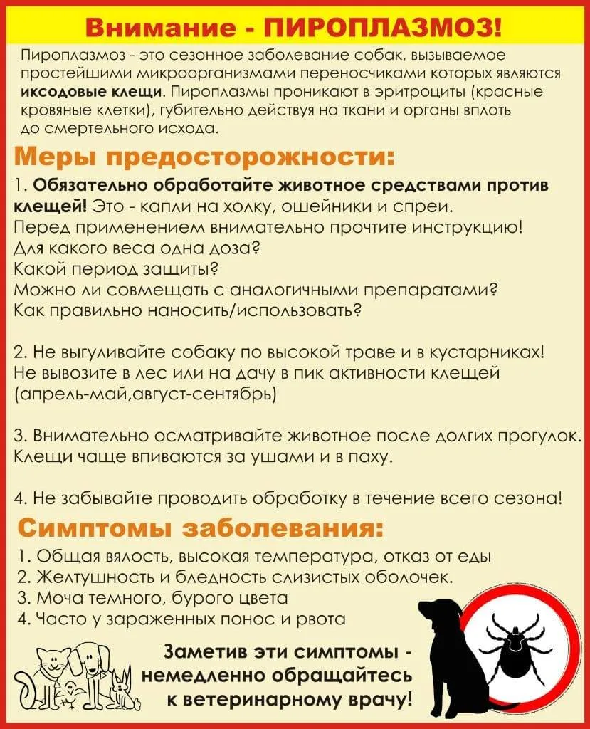 Внимание - ПИРОПЛАЗМОЗ!