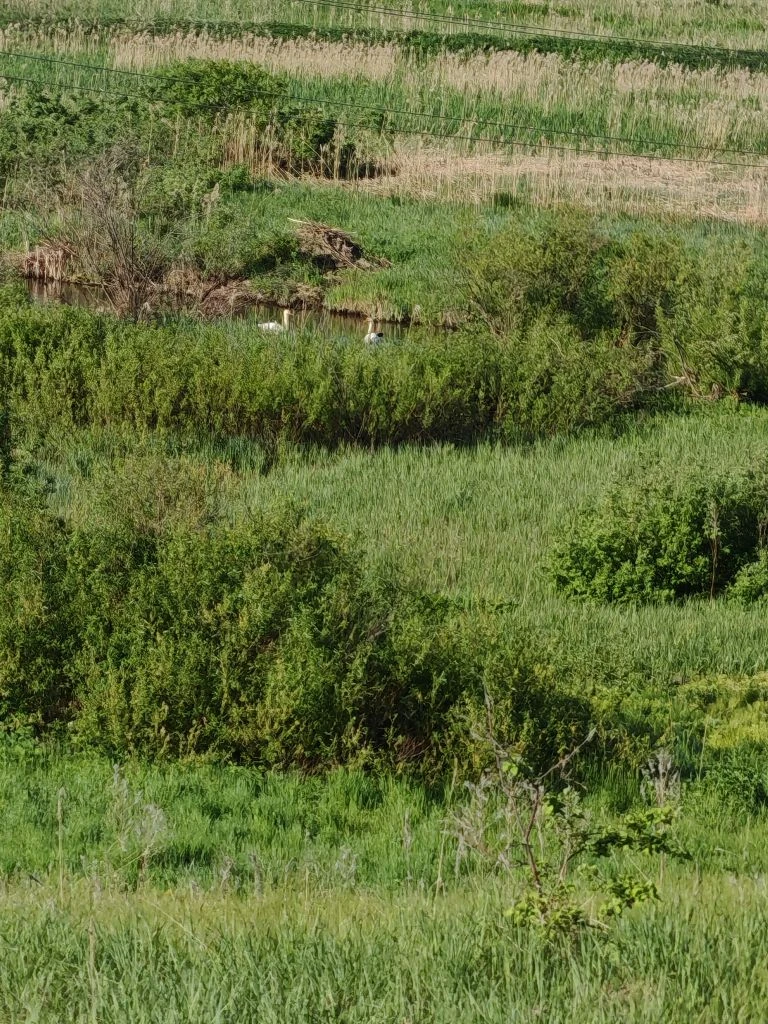 Вернулись лебеди, вернулись