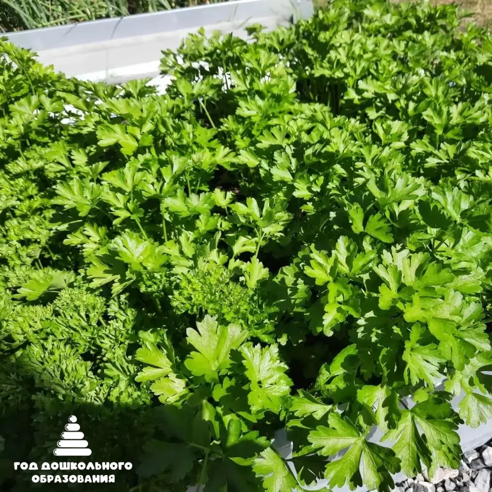 🌱 Секрет зелёного царства: наши дети — главные волшебники!✨

🧑‍🌾Наши маленькие садоводы уже вовсю