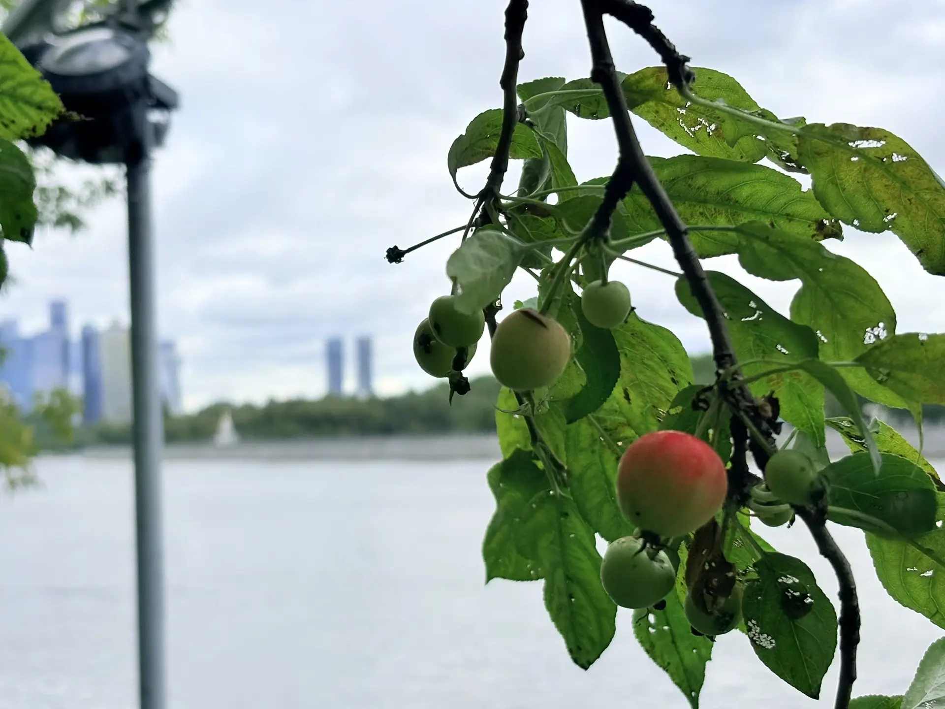 🍏Сегодня отмечается Яблочный Спас (Преображение Господне).