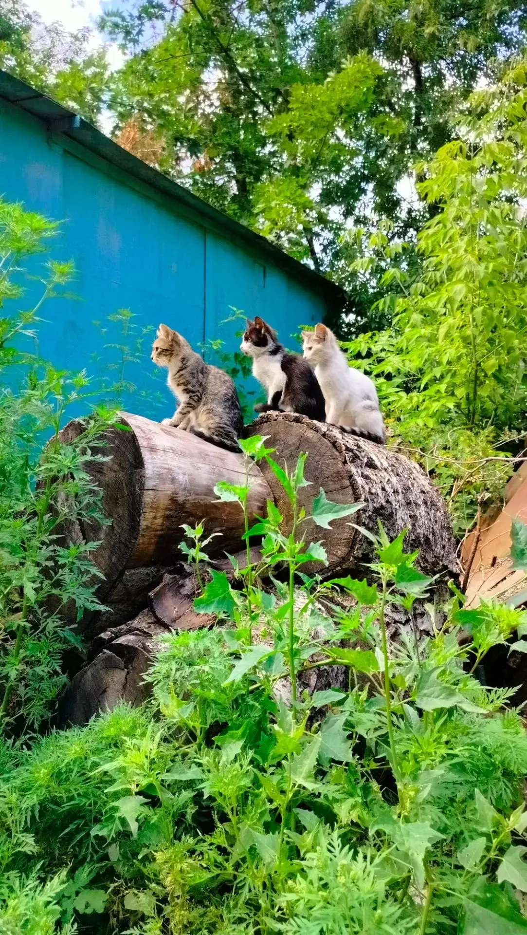 Когда смотрите с друзьями в одном направлении.

Донецкие котики.

#усыихвосты 🐈
