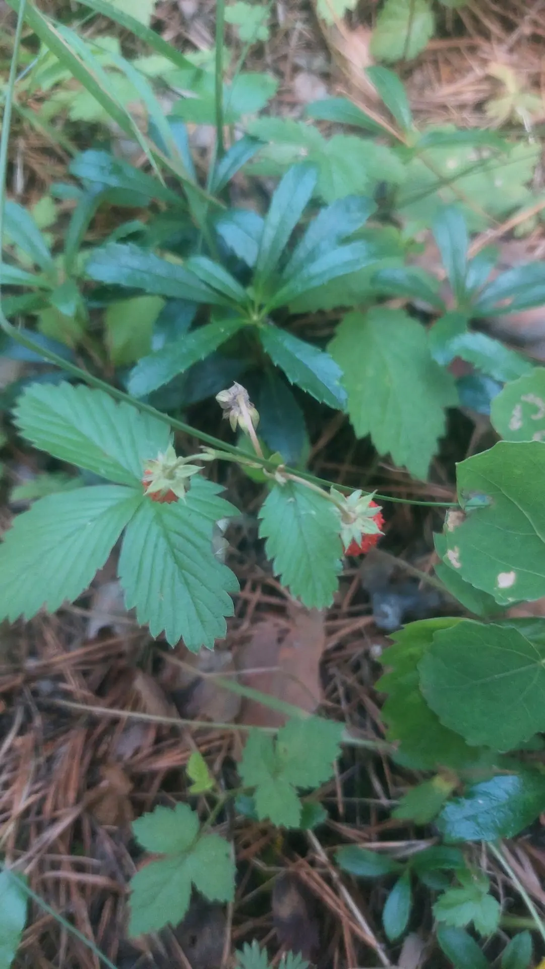 🍓 Земляника пошла! Но лес требует осторожности

Ну что, ребята, дождались — на Алтае пошла первая л