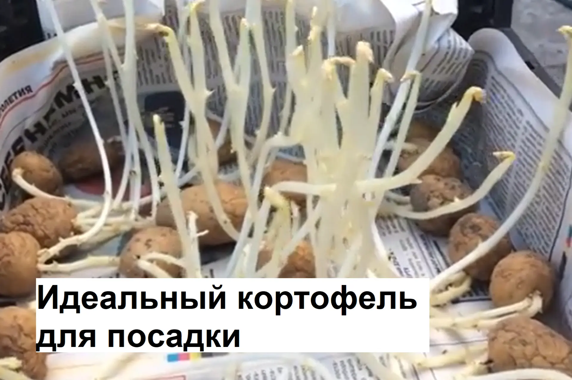 Дорогие садоводы! Заранее сообщаем, то мнение автора может не совпадать в вашим.   Если вы когда-ниб
