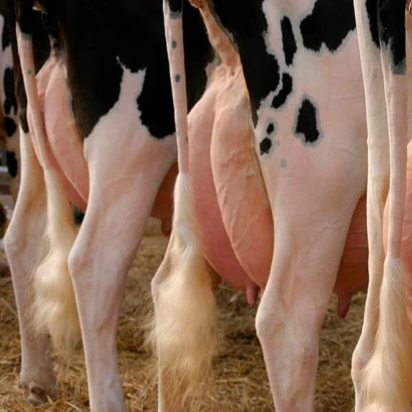 🐮Профилактика мастита у коров: 5 ключевых мер
