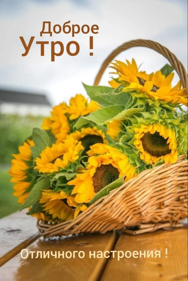 МИР ПОЗИТИВА 🤩 ОТКРЫТКИ!