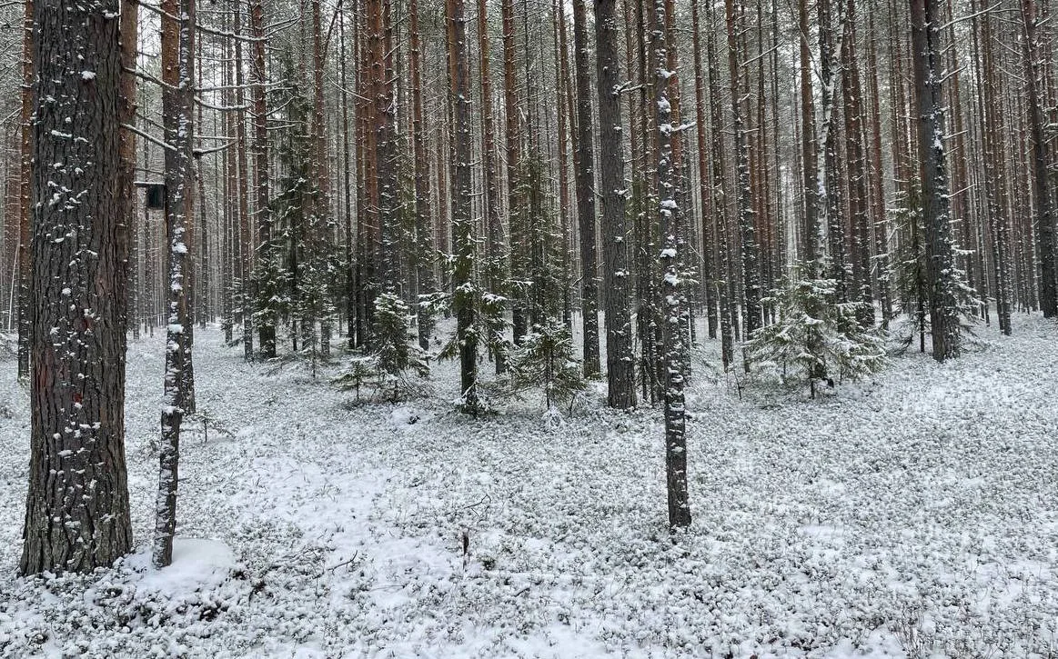 В Пермском крае из-за резкого похолодания перелетные птицы стали массово улетать на зим...