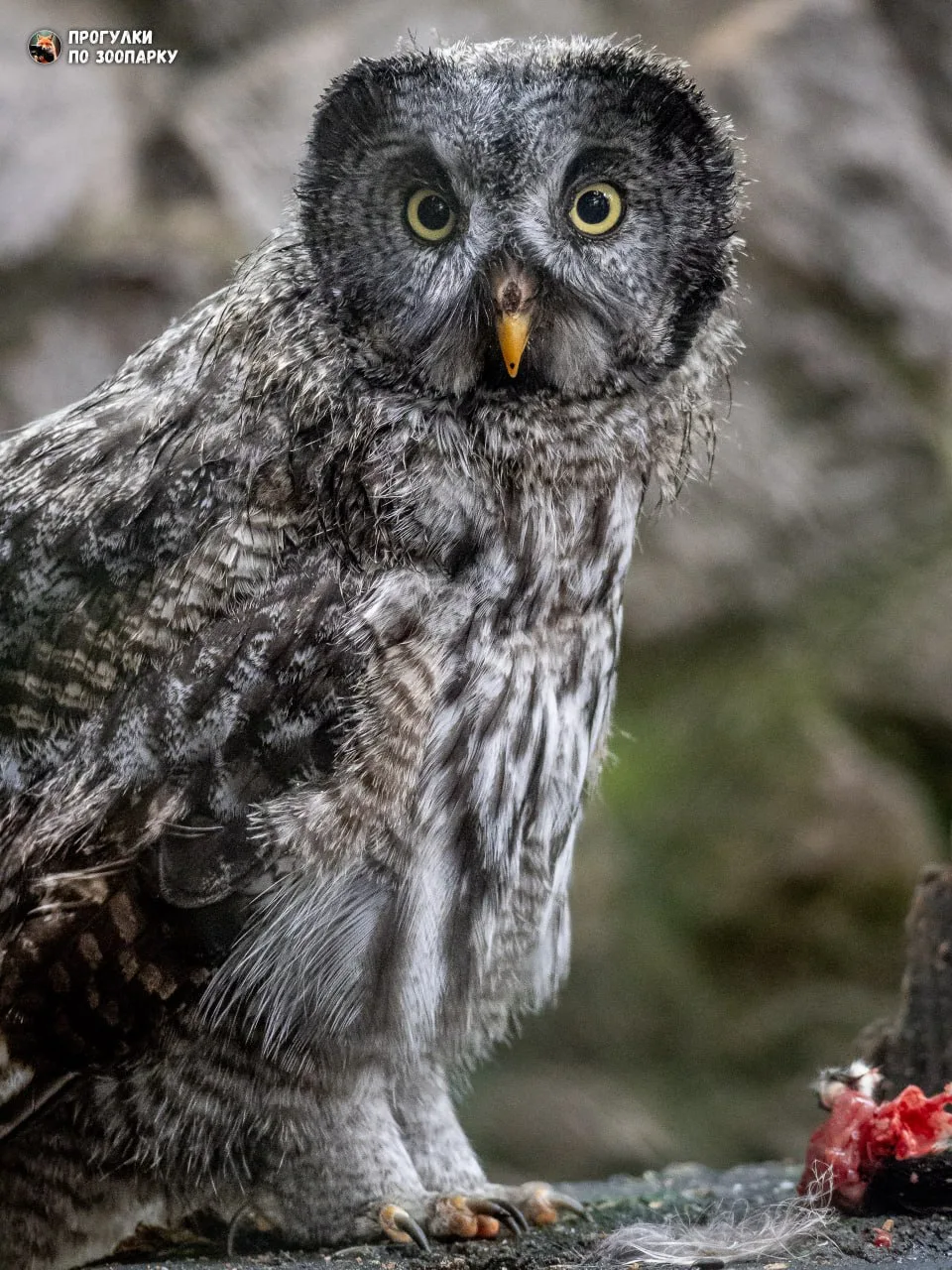 Птенец бородатой неясыти🦉