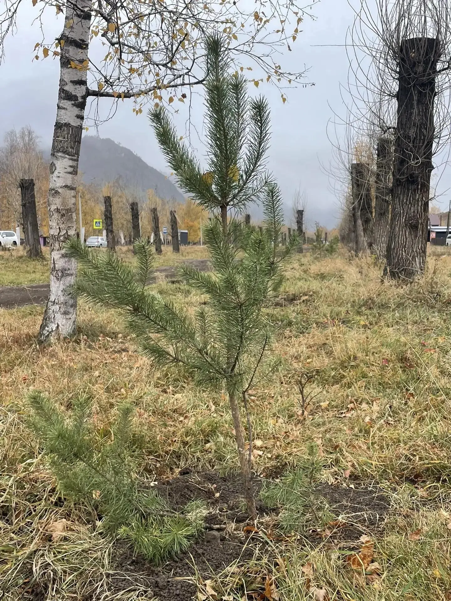 Въезд в Чемал приобретает новый вид благодаря совместной работе власти с бизнесом а рам...