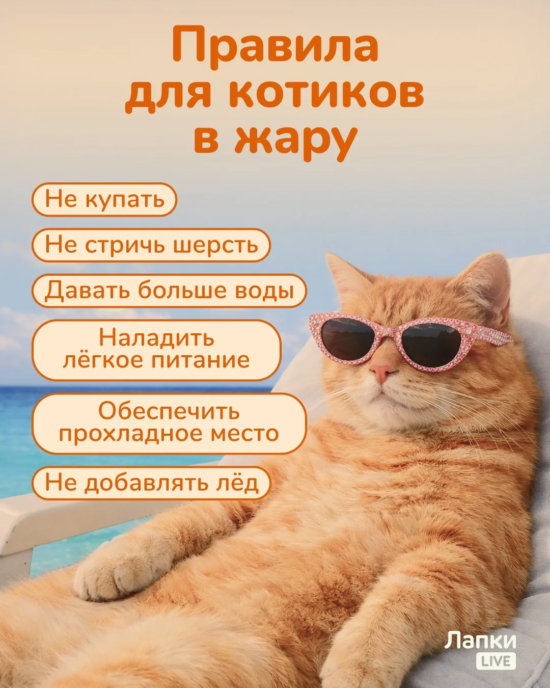 Как спасти питомца от жары? ☀️