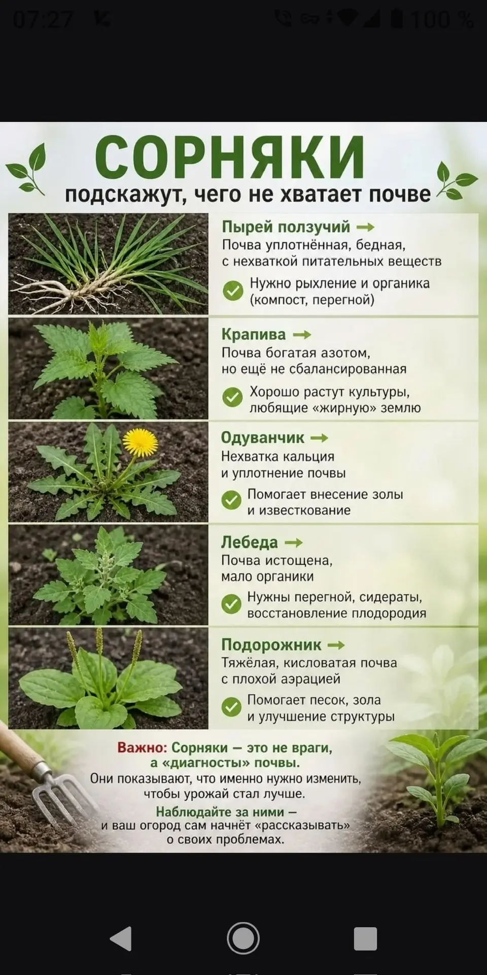 Сорняки подскажут, чего не хватает почве🤎
