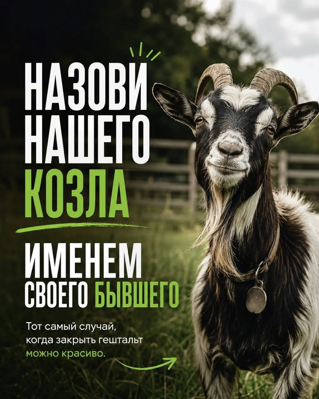🐐 Ферма в Калининградской области предлагает назвать козла именем бывшего партнёра за ...