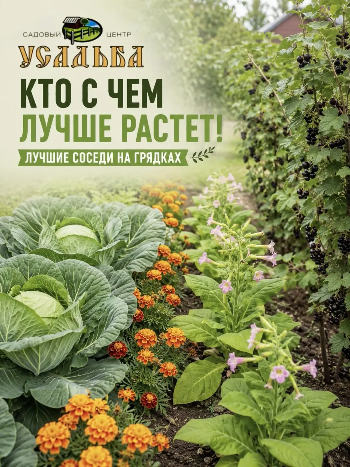КТО С ЧЕМ ЛУЧШЕ РАСТЁТ? Лучшие соседи на грядках!