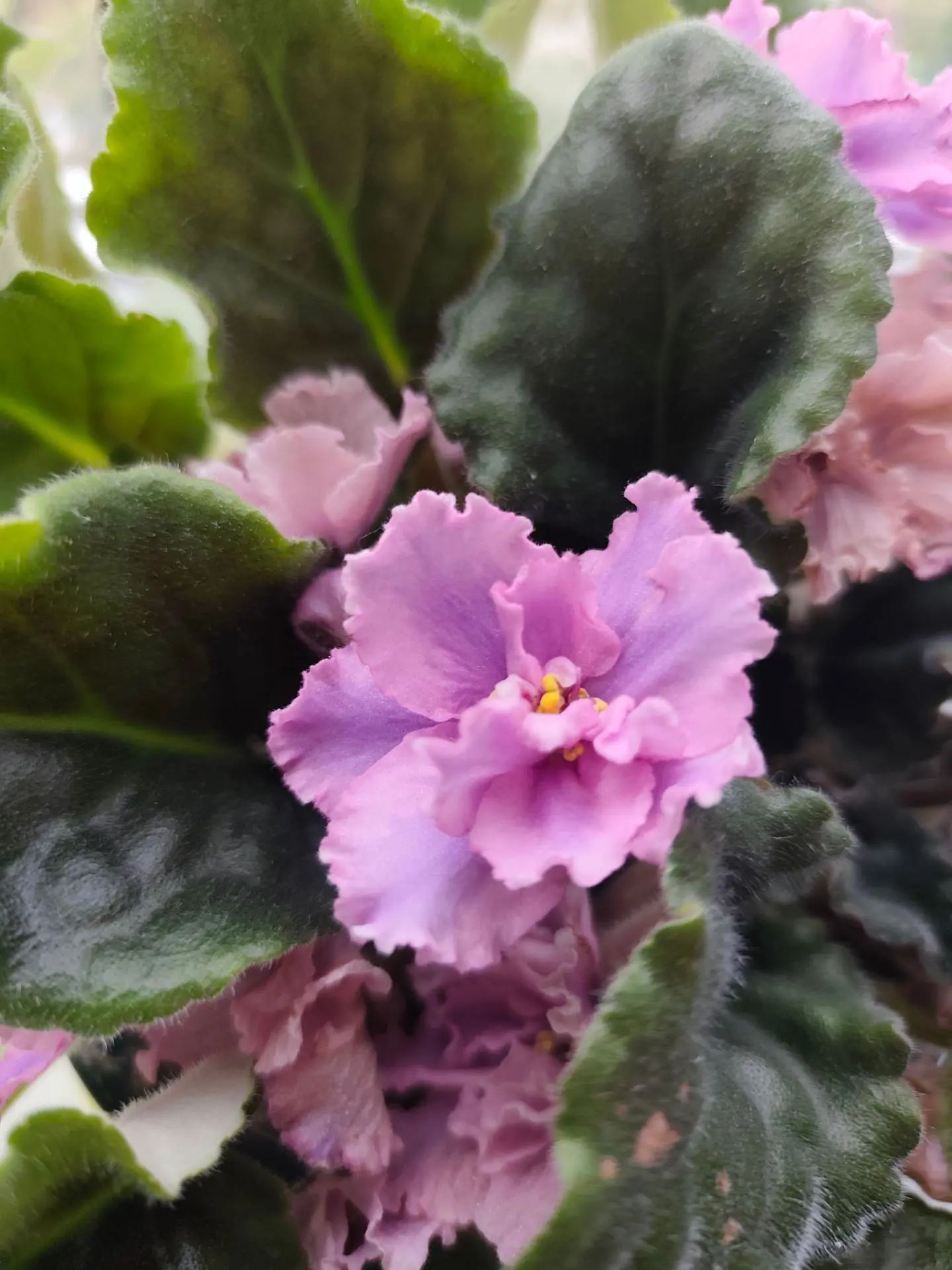 ❣️🌺Милатушки🥰🫠