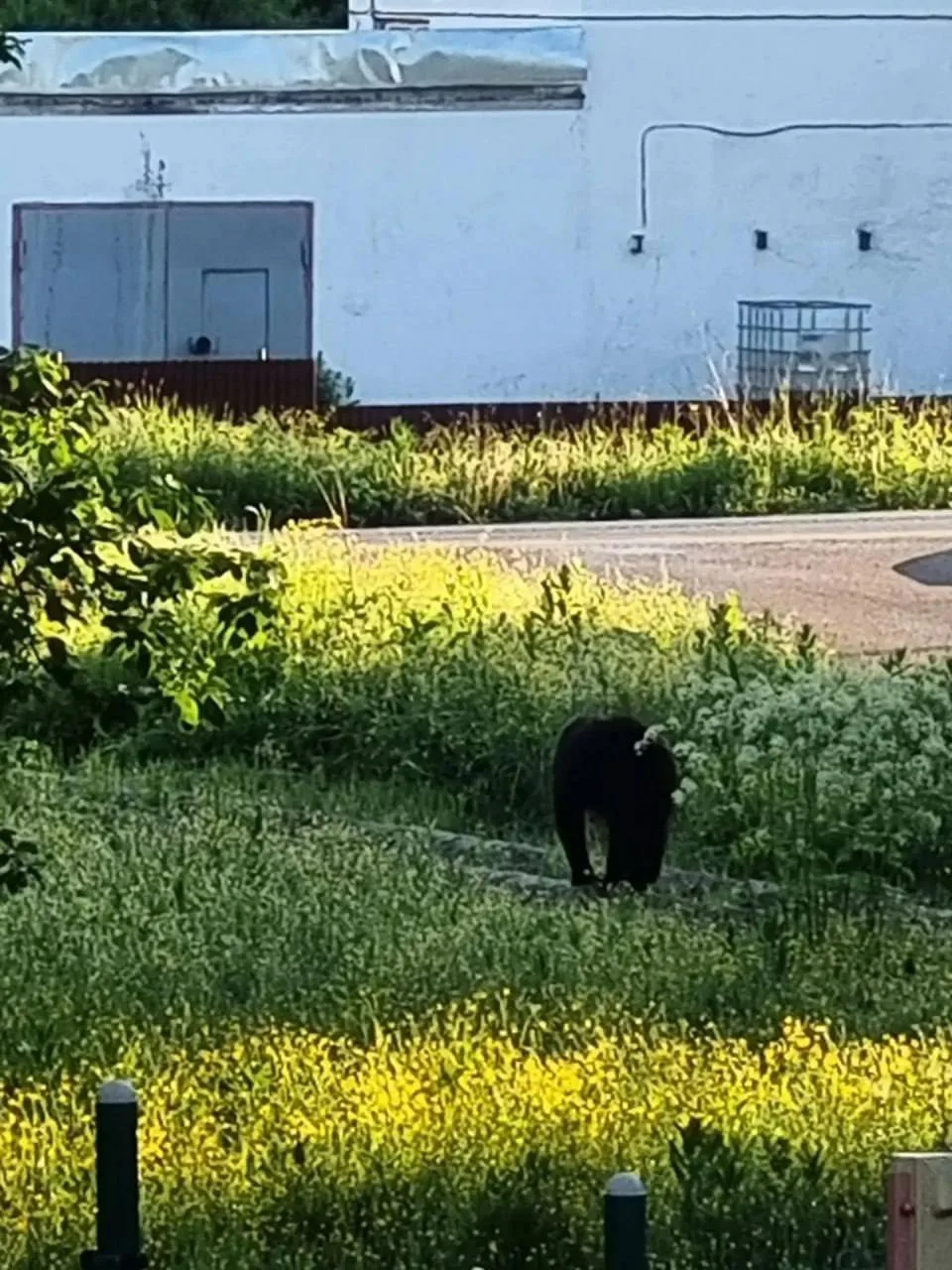 Косатки в Корсаковском районе