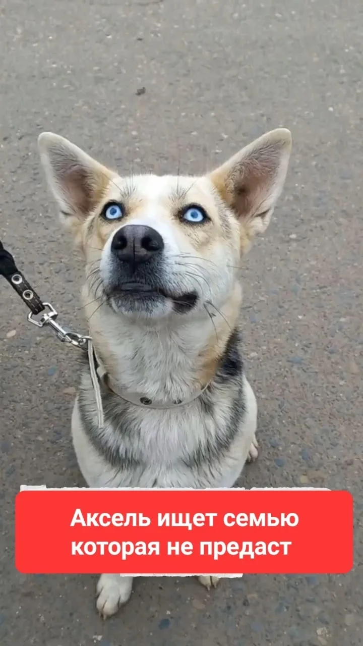 Кто сказал, что идеальных не бывает? 📣🐕‍🦺